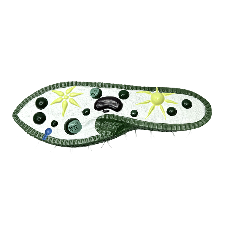 Biológia oktató műszer modell, paramecium modell