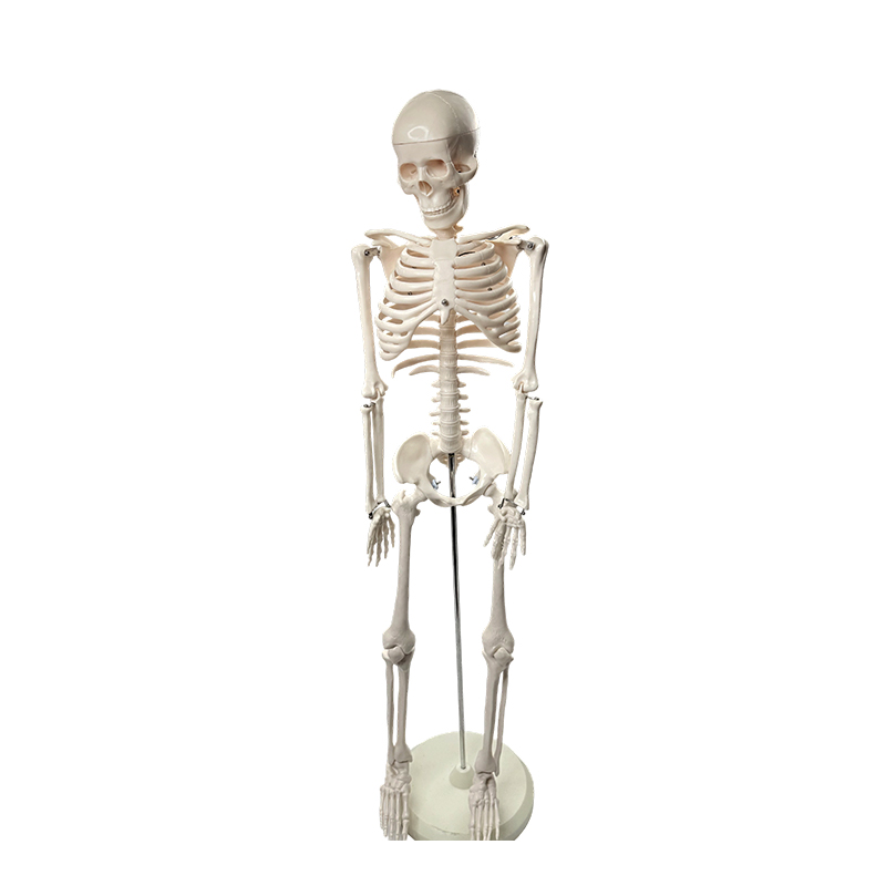 Emberi csontváz modell 85 cm
