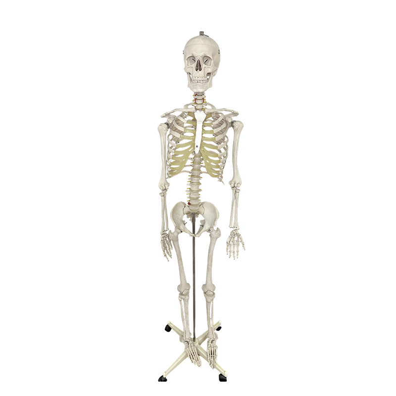 Emberi csontváz modell 170 cm