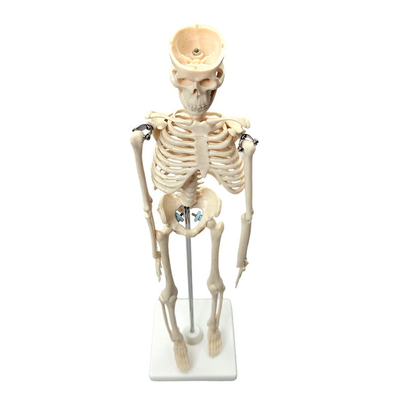 Emberi csontváz modell 42 cm