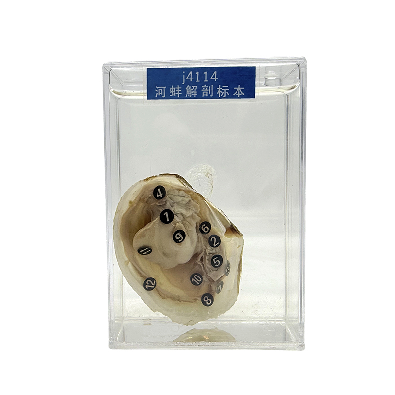 Átlátszó állatpéldányok, tengeri kagylópéldányok és kagylópéldányok