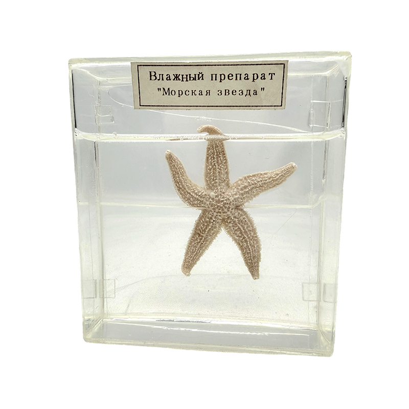 Tengeri csillag biológiai minta